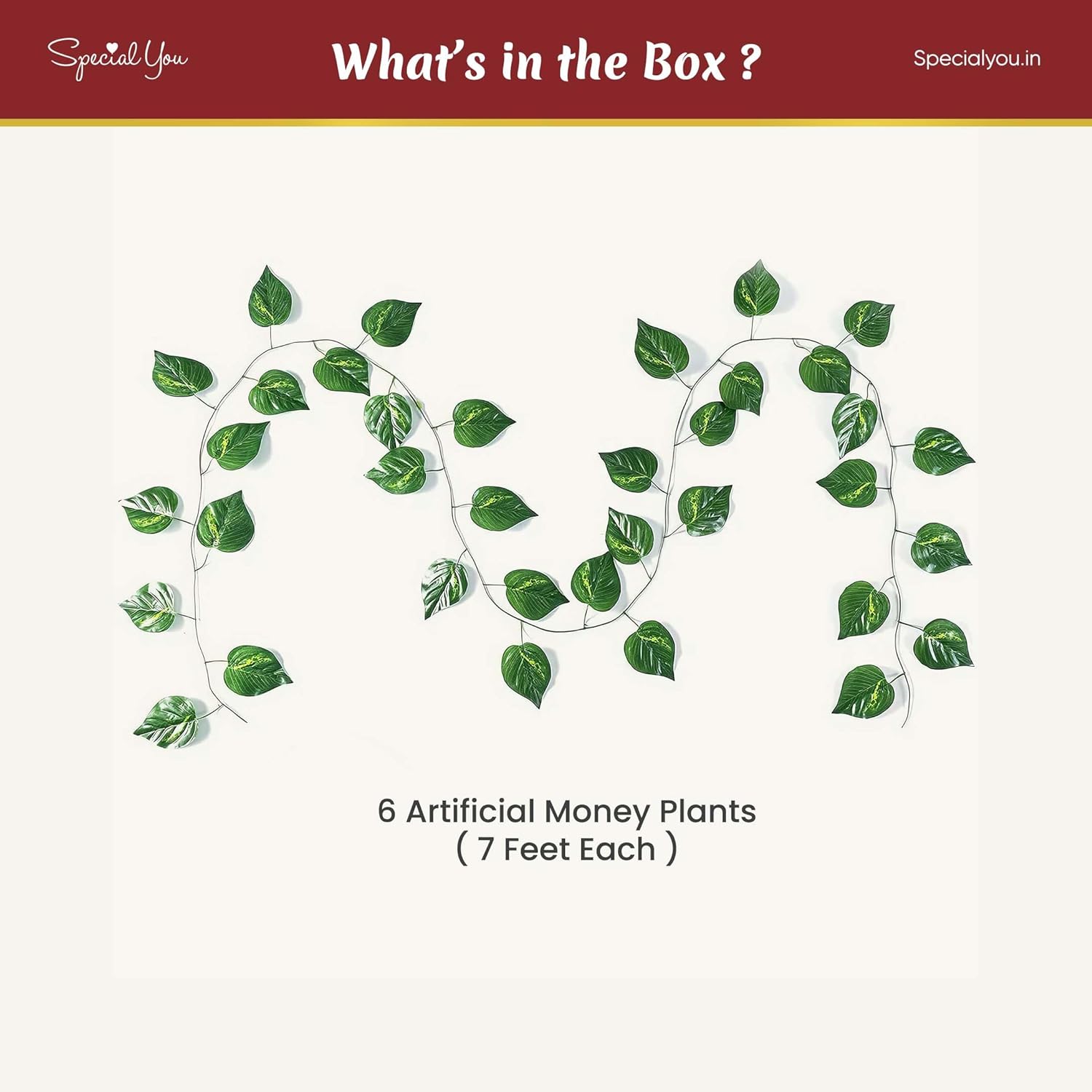 money plant vines